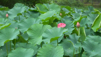 蓮